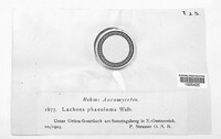 Lachnea phaeoloma image